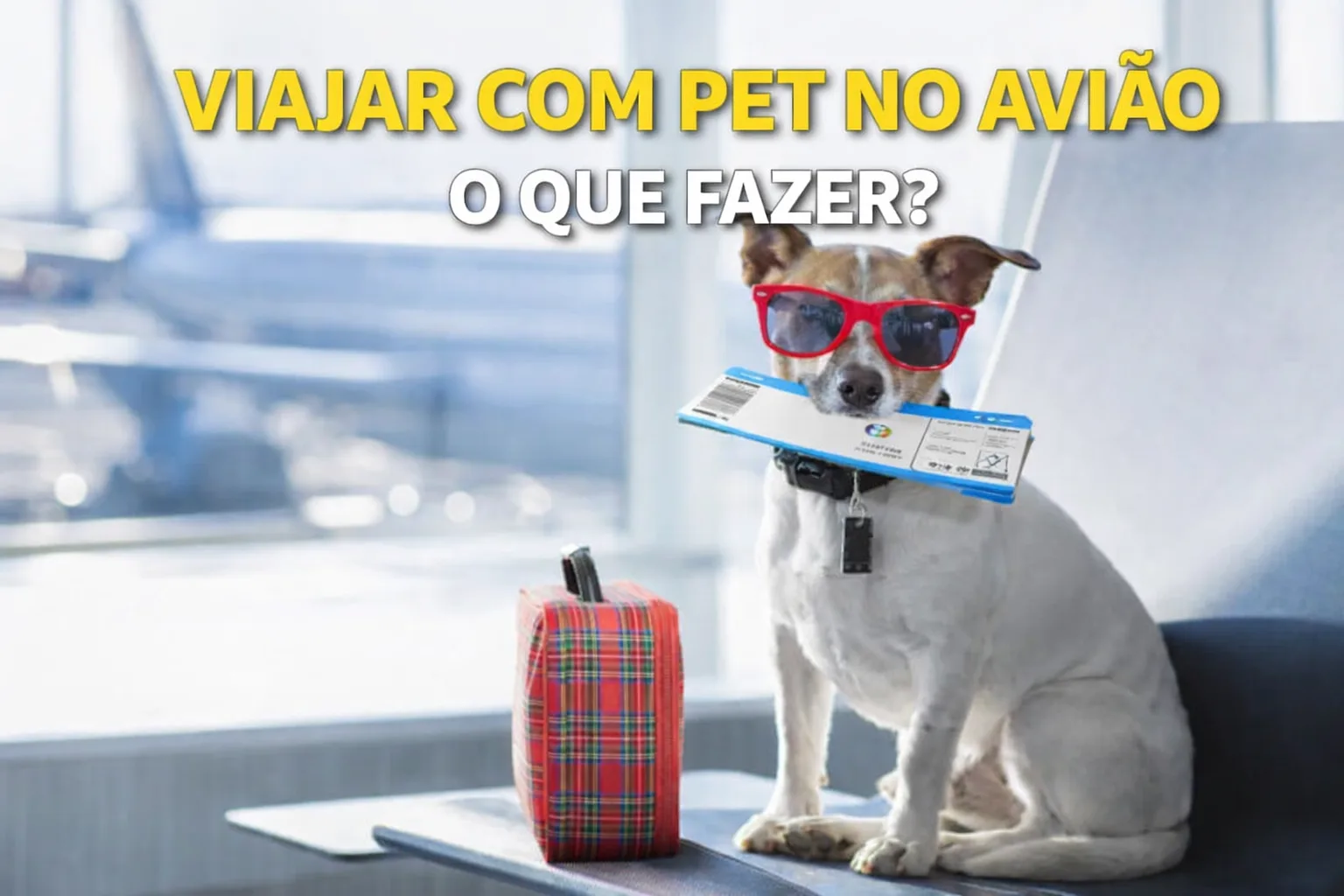 Viajar com pet no avião: regras e o que você precisa saber